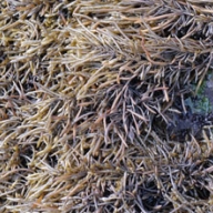 Hijiki (Sargassum fusiforme) animal nutrition granules 25kg